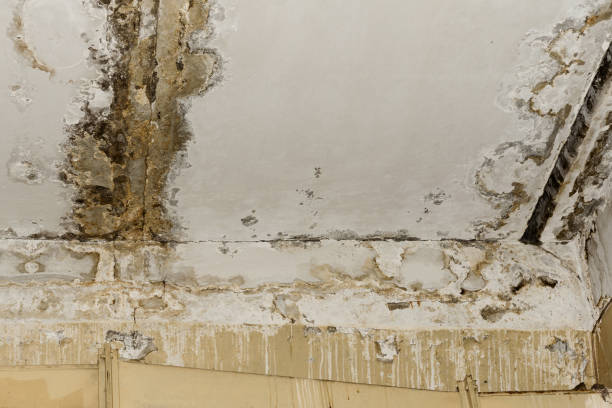 Best Post-Construction Mold Inspection  in Holiday City Berkeley, NJ