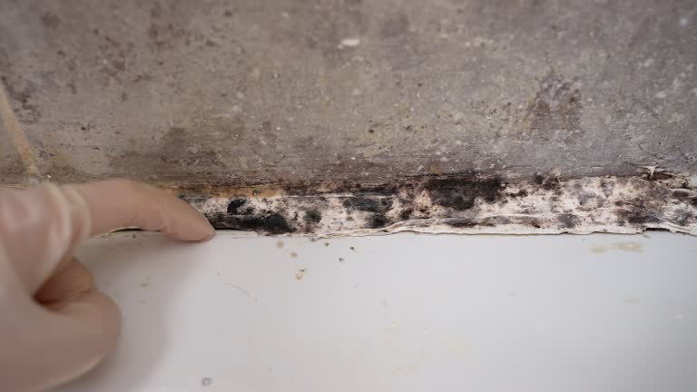 Best Mold Remediation for Healthcare Facilities  in Holiday City Berkeley, NJ