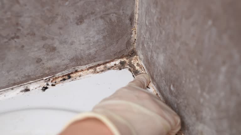Best Water Damage & Mold Remediation  in Holiday City Berkeley, NJ
